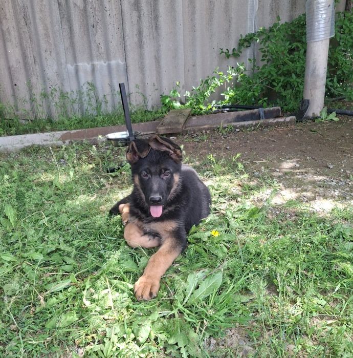 Немецкая овчарка күшігі