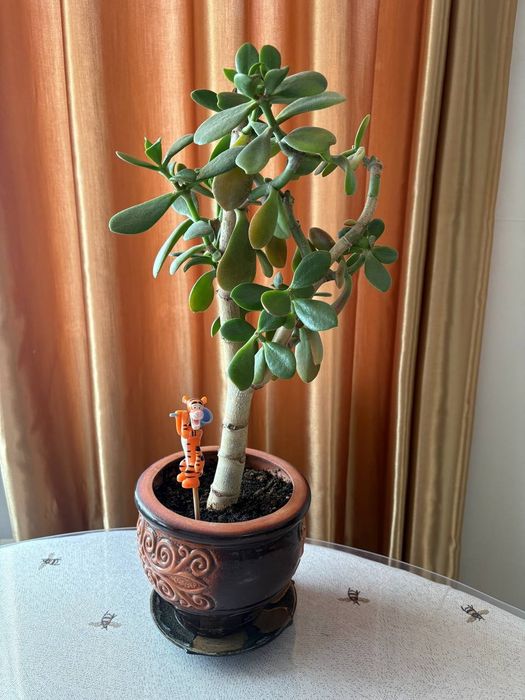 Продам денежное деревце