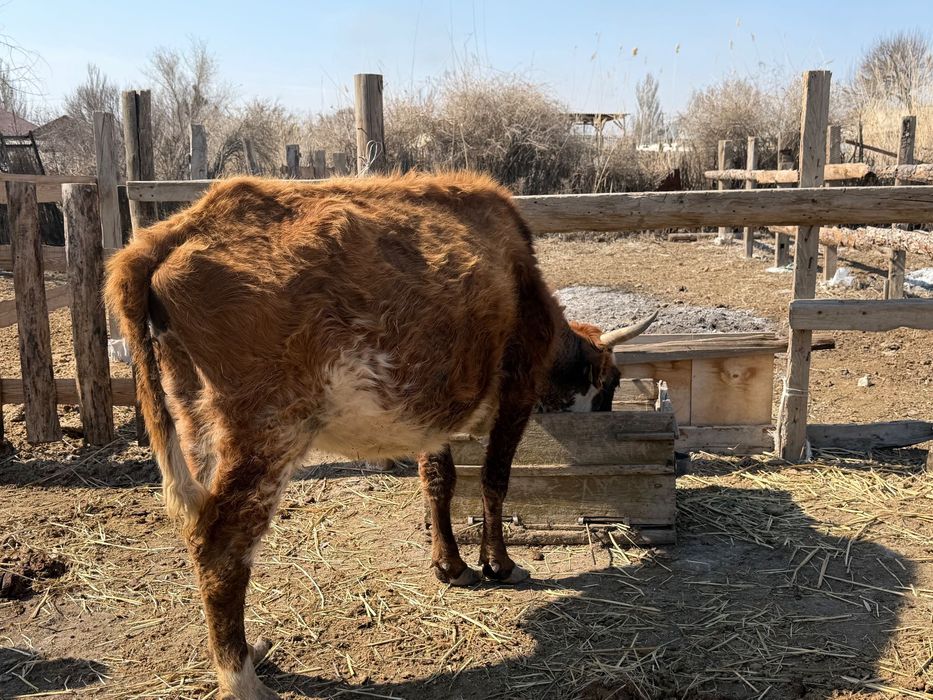 Буаз сиыр сатылады