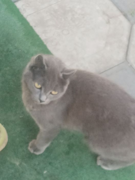 Кошечка Скотч Ленд британка