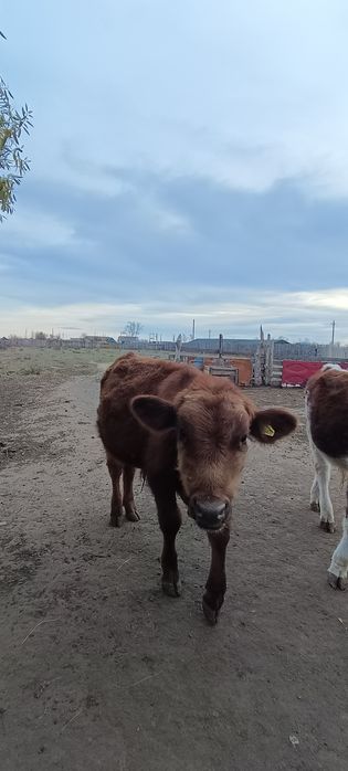 Продам молодняк 300тыс