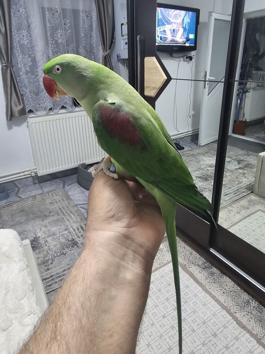 Vind papagal Marele Alexander +voliera cu accesorii