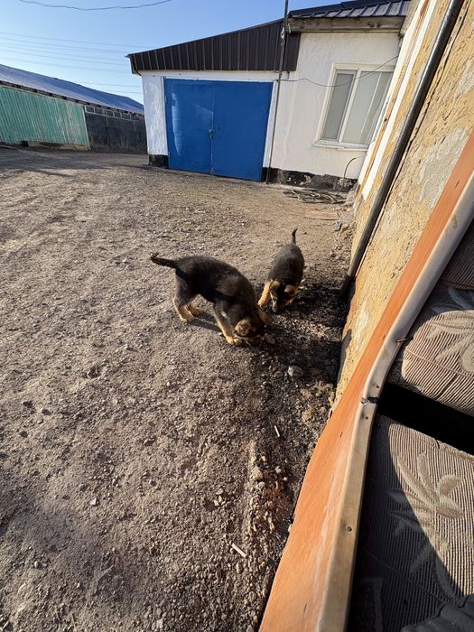 продам щенков немецкой овчарки