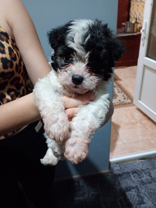 Bichoni maltezi talie mică