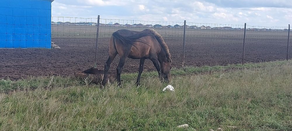 Астана қаласы илинка ауылында