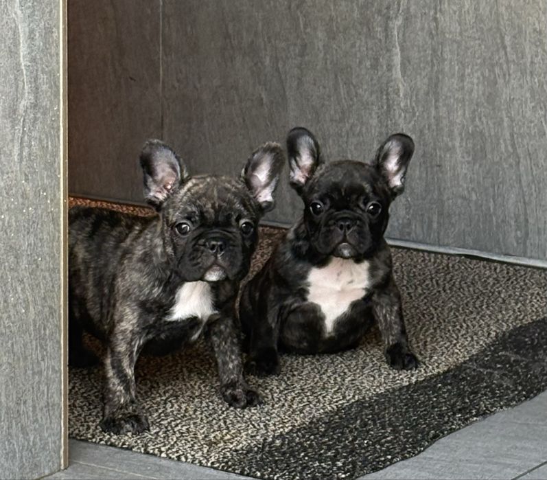 Pui Bulldog francez cu pedigree