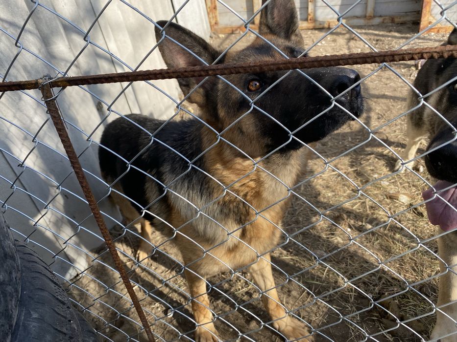 Немецкая овчарка с документами