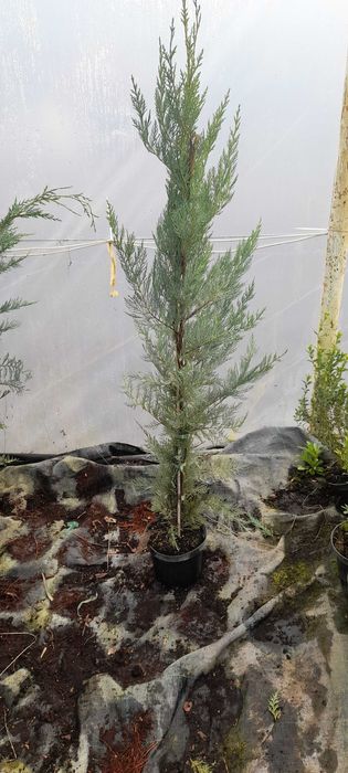 Vand Chiparos leylandii
