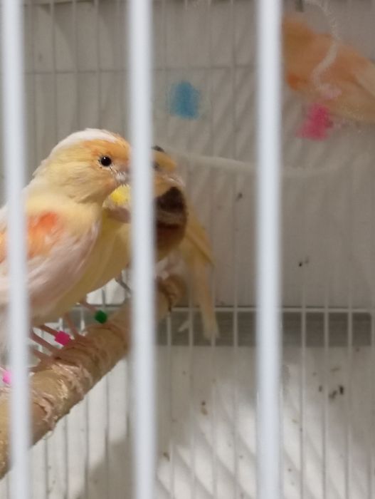 Продаю канарейку.