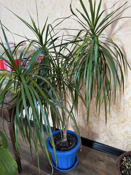 Цветы в офис, для дома