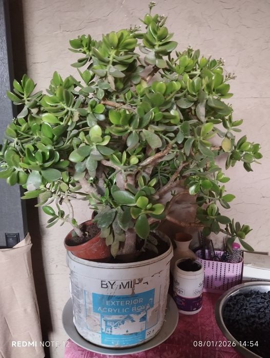 Гуллаётган дуллор гуллари сотилади