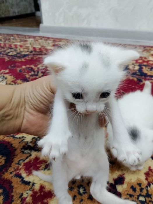 Отдам котят..  ..