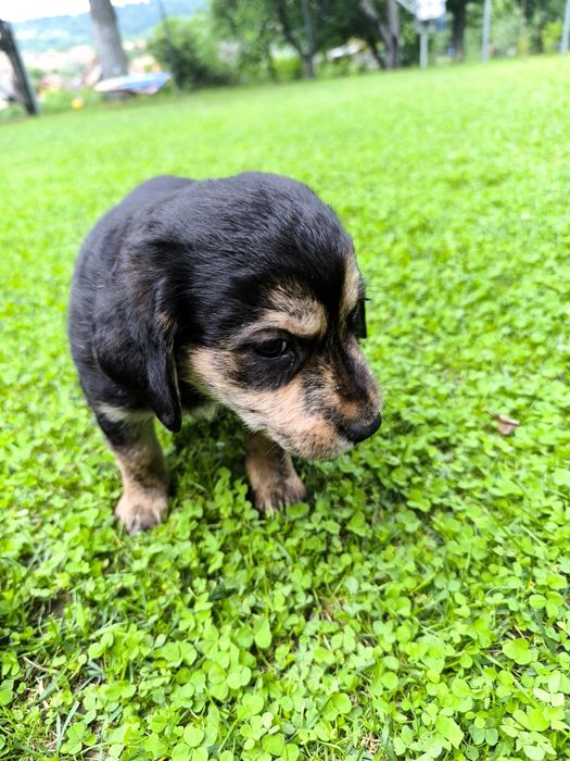 Donez căței  metis labrador