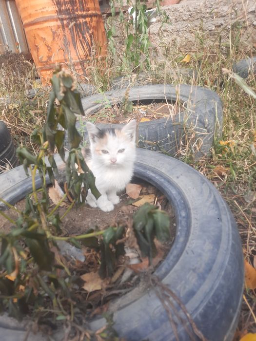 Отдам котят в добрые руки!