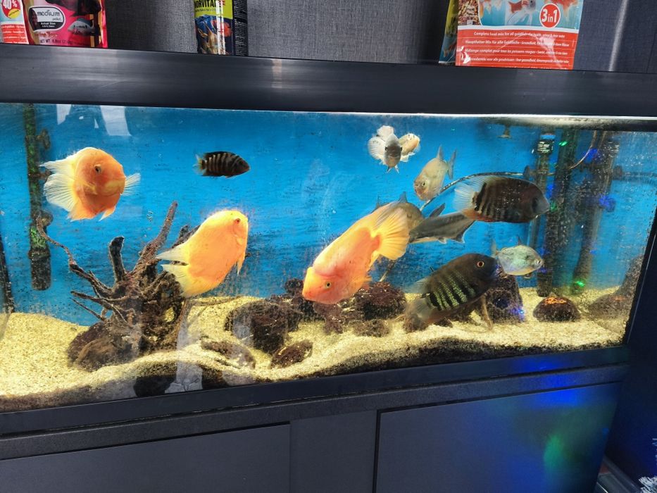 Риби Американски цихлиди Червен папагал , Северум , Сребърен долър