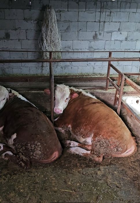 Бука подсос 1 жастар ак бас