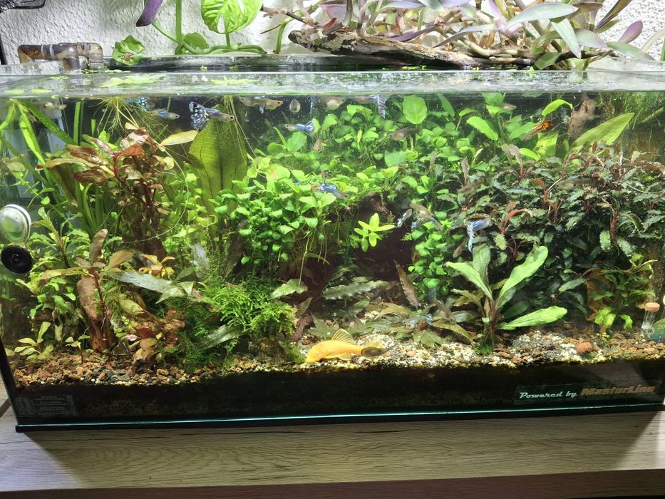 Plante și pesti acvariu