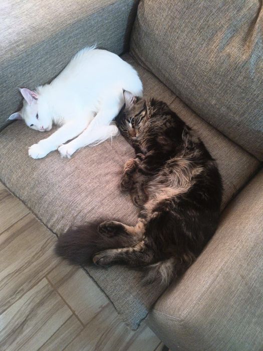 Pui Maine coon cu pedigree disponibili înainte de Craciun