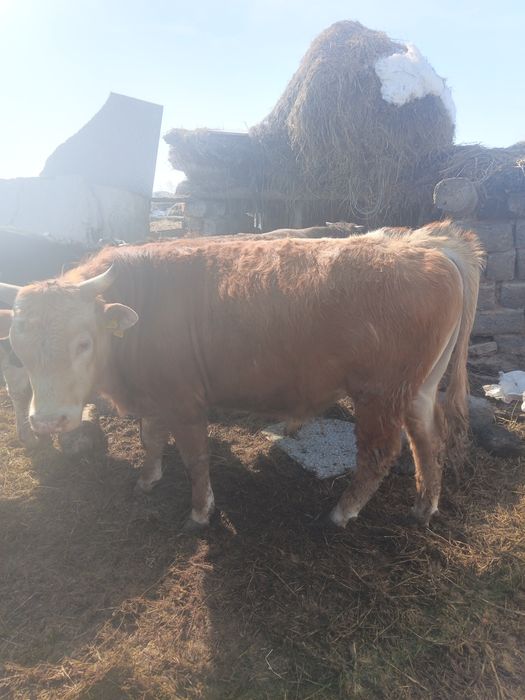 Продам бычков 15 голов