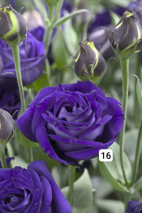 Семена (проф.)  Лизиантус ( Эустома)