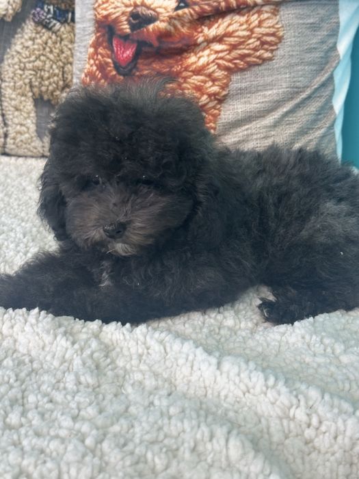 Малтипу/ Maltipoo silver