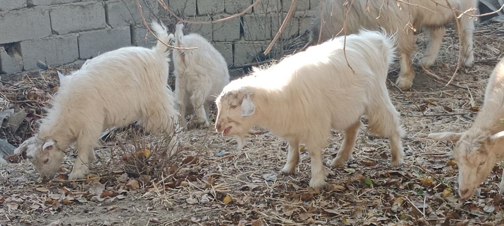 Zotdor Rossiyskiy echkilar sotiladi
