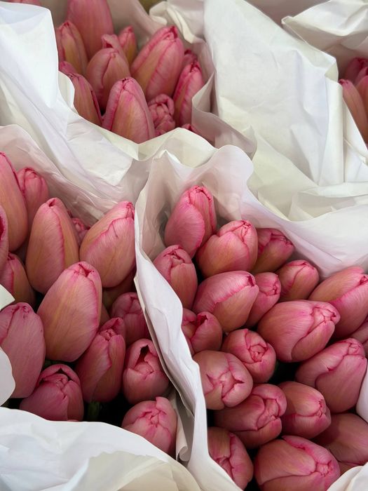 Лолалар ТЮЛЬПАНЫ Ташкент