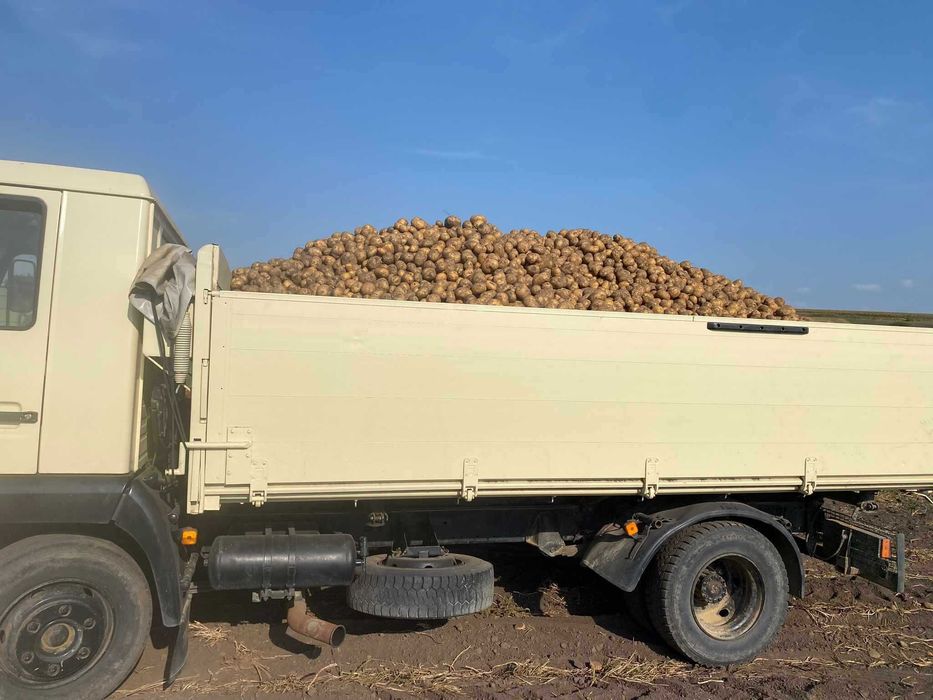 Cartofi Consum cu miez galben