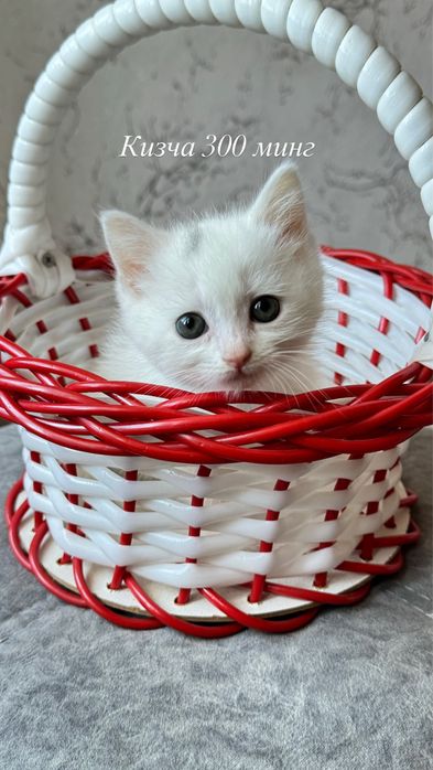 Сотилади мушукчалар,продаются котята