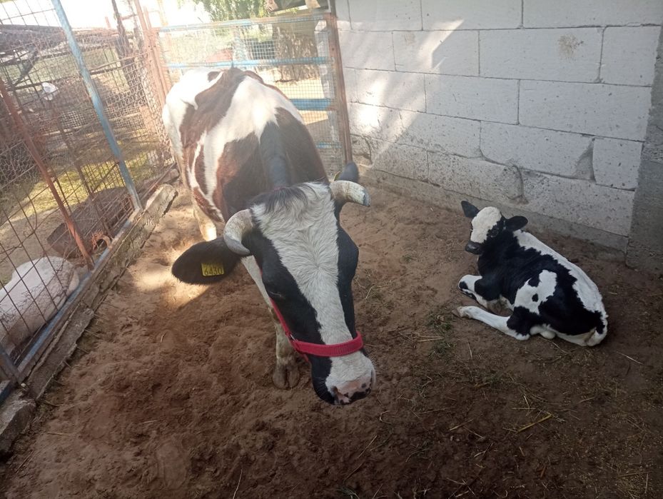 Vaca cu vițică 3 ani