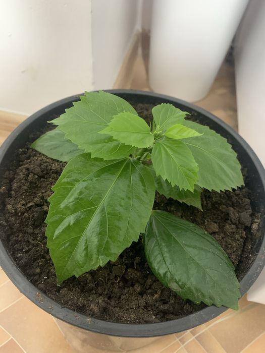 Комнатные растения