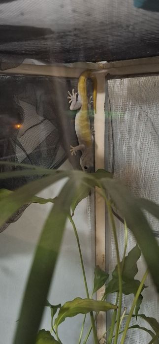 Soparla geko de vanzare