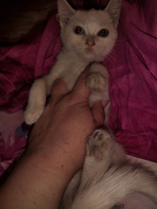 отдам котенка в добрые руки