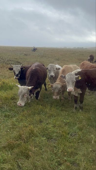 Прадается бычкиии