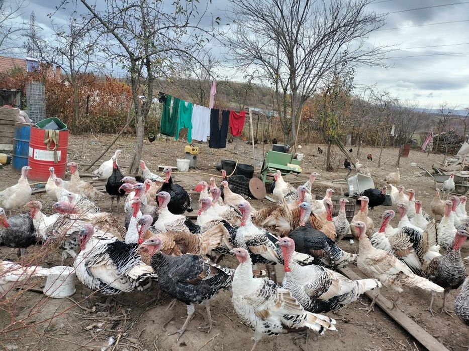 Vând curcani grași de casă