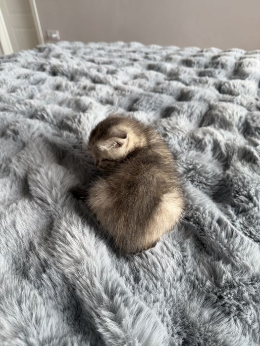 Шотландский вислоухий котенок