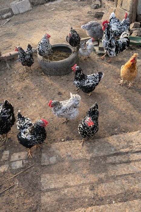 Оплодени Яйца от Селска Шарена Кокошка 0.80€