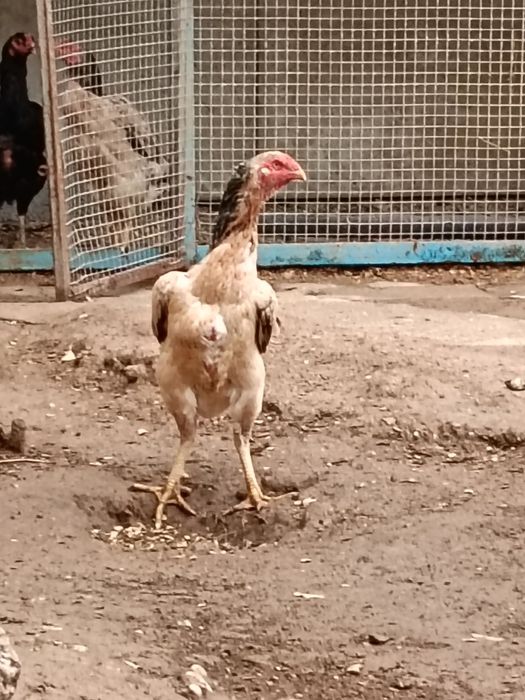 Продается дакан курица