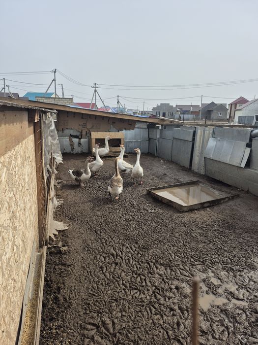 Продажа яйцо на инкубацию