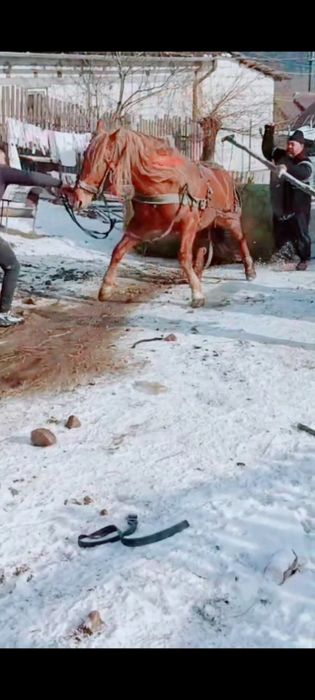 De vânzare cal castrat  numai de 5 ani