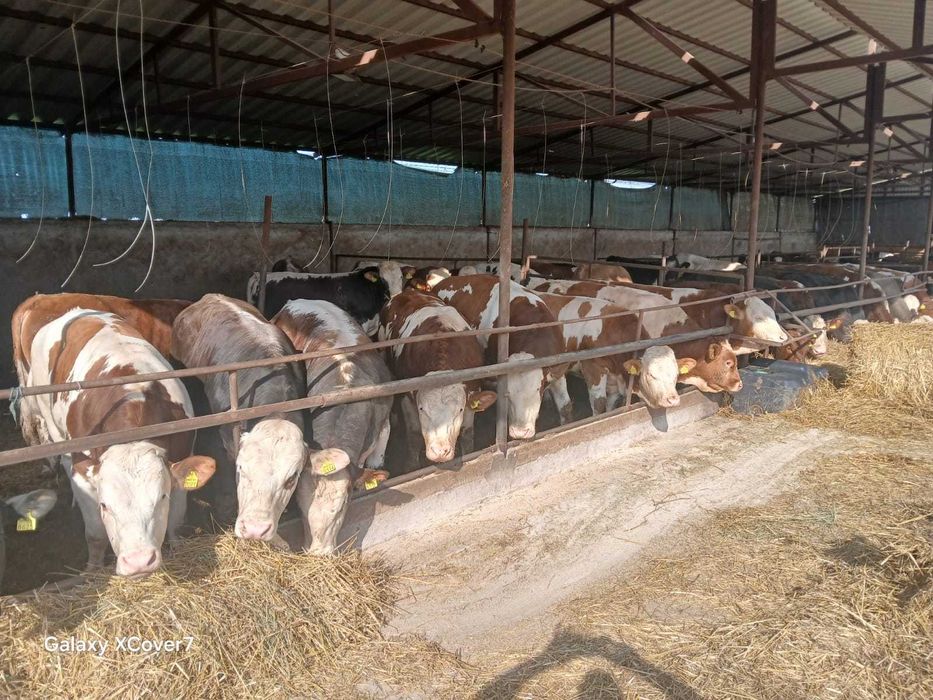 Vand 40 de taurasi, 20 lei + ANAF