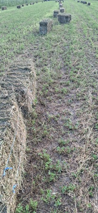 Vând baloți lucernă