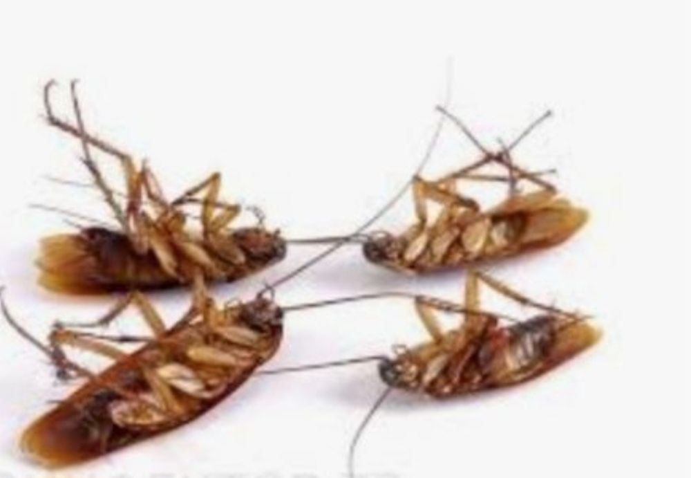 Тараканларга карши зур эфективный дори