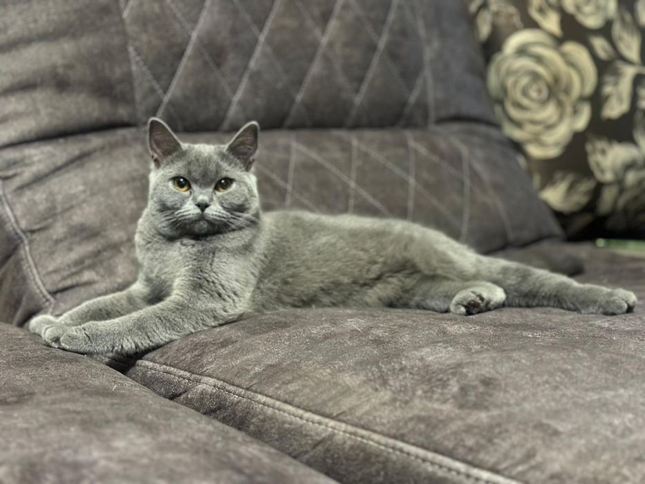 Продам котенка британец