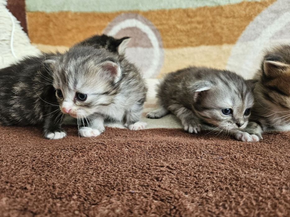 Шатланские котята