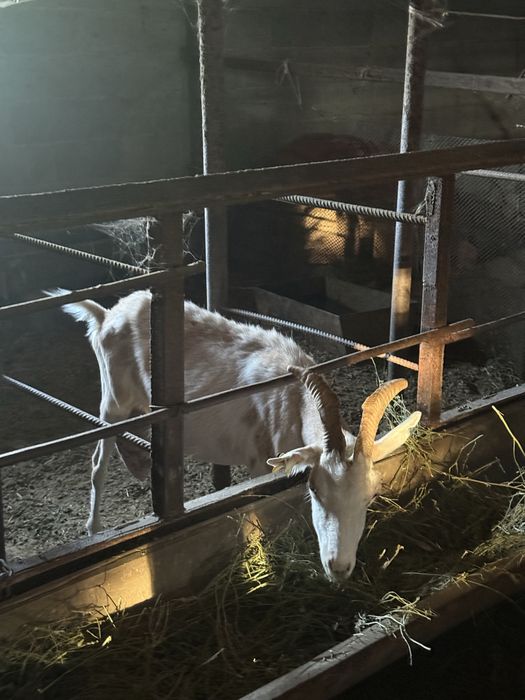 Продам козу голандскую