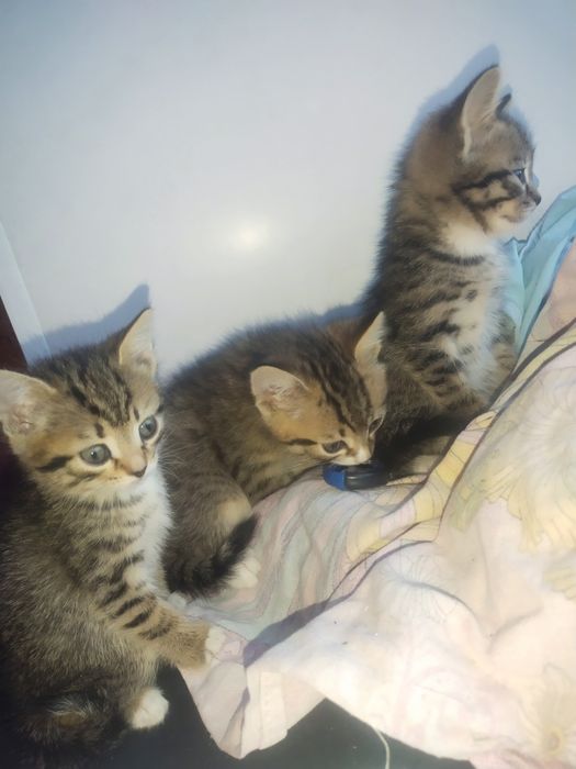Отдам котят лапочек СРОЧНО