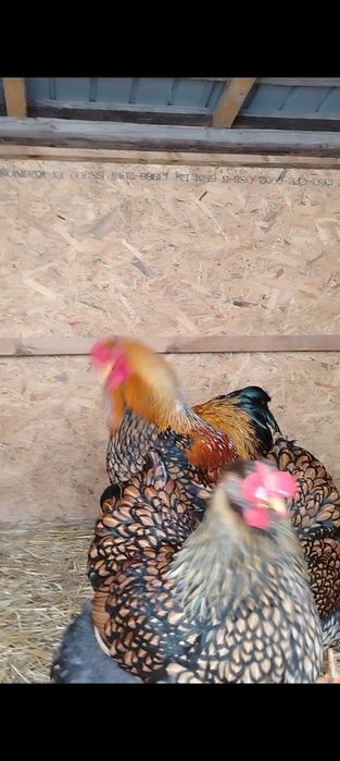 Familie wiandote Gsg 5 gaini și un cocoș.