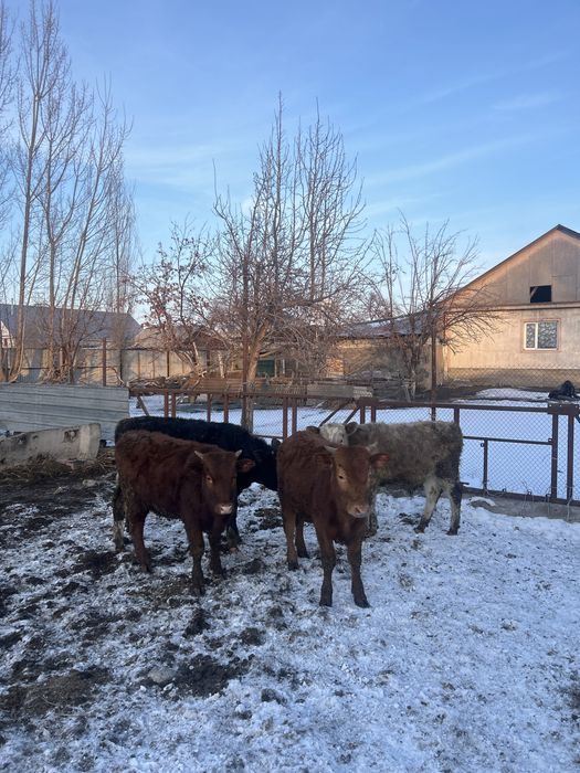 Телятя дамашние