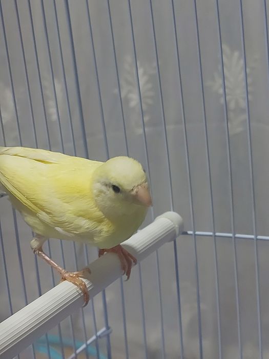 Продаются Канарейки